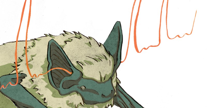 Illustration of a brown bat with red sound waves entering their ears