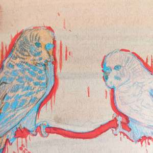 Close up to a drawing of two budgies in red, blue, orange and pink on toned paper.