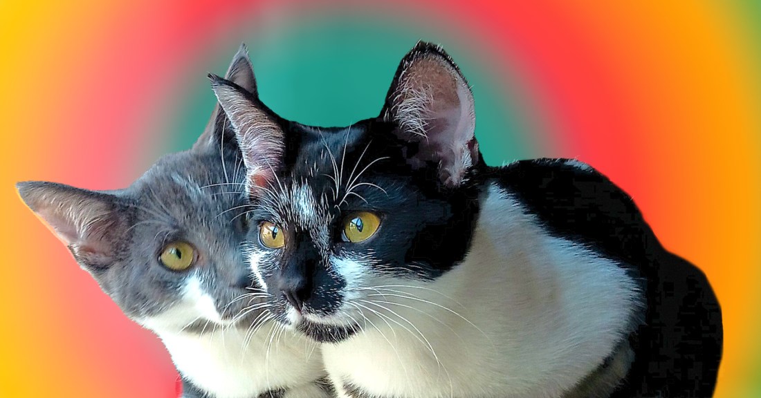 Spotted kittens, Cinder Mei is grey and white and Sumi Bliss is black and white on a rainbow background - cropped for blog post header