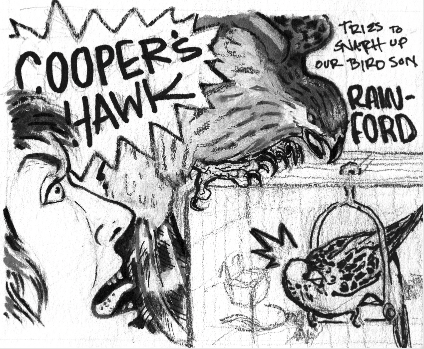 Mockup of zine in color, artist self-portrait screaming at a cooper’s hawk trying to attack a parakeet. In black and white ink mastersheet